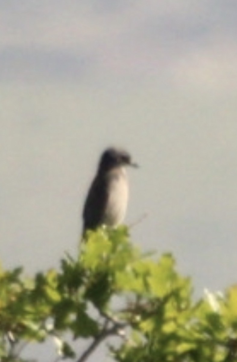 Woodhouse's Scrub-Jay - ML659339544