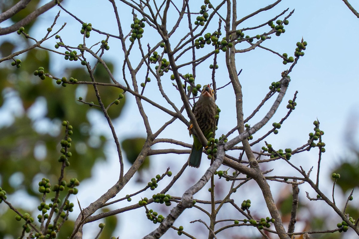 Kırçıllı Barbet - ML659339709