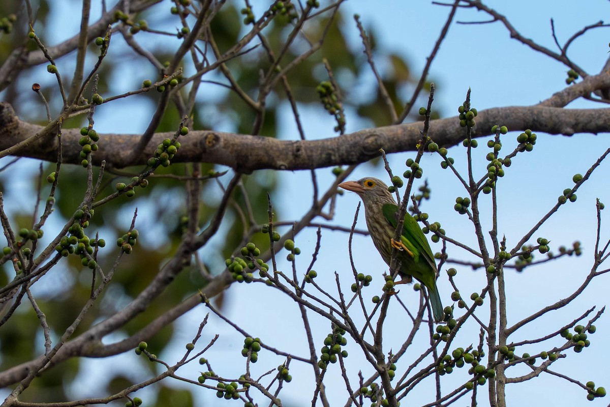 Kırçıllı Barbet - ML659339710