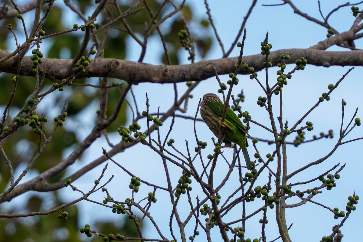 Kırçıllı Barbet - ML659339711