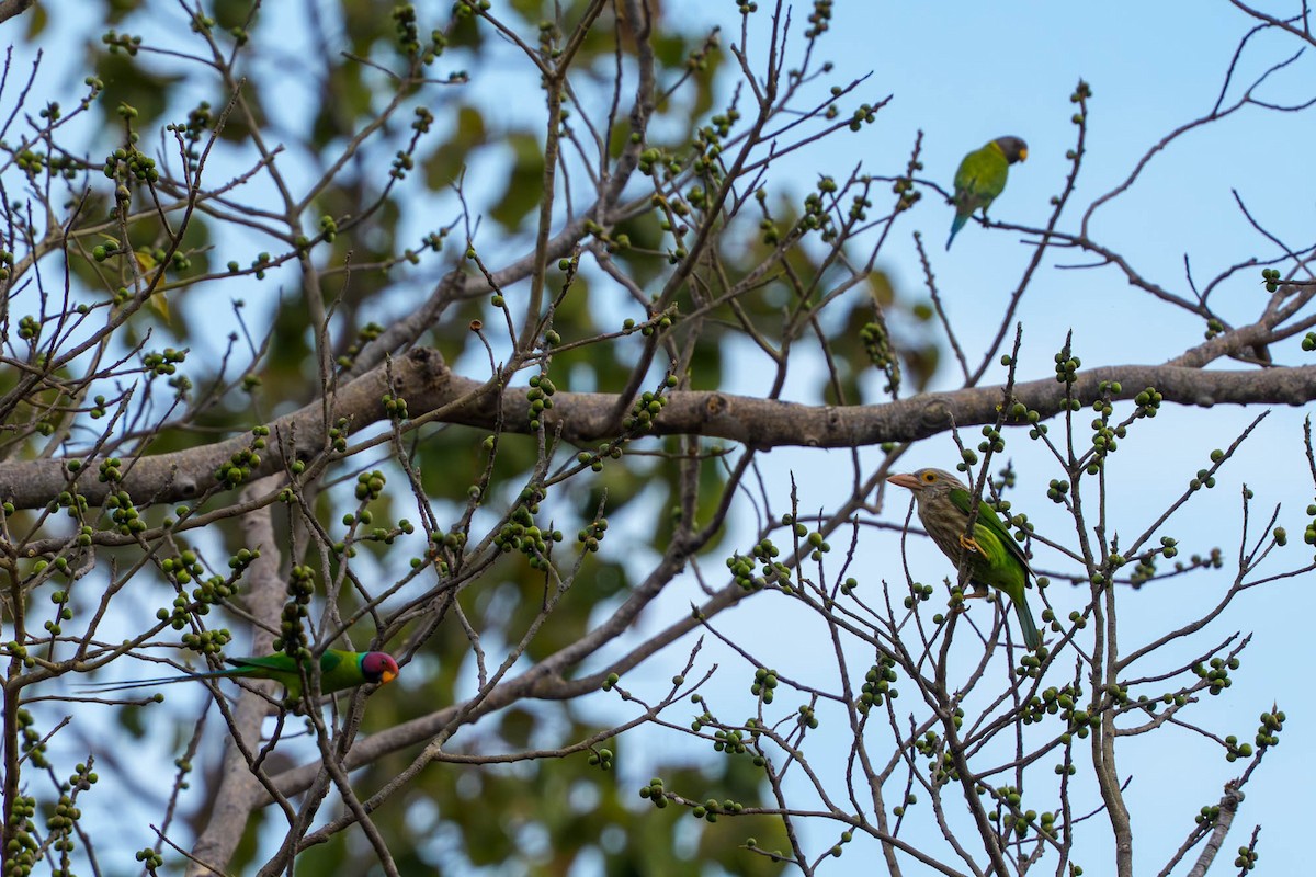 Kırçıllı Barbet - ML659339712