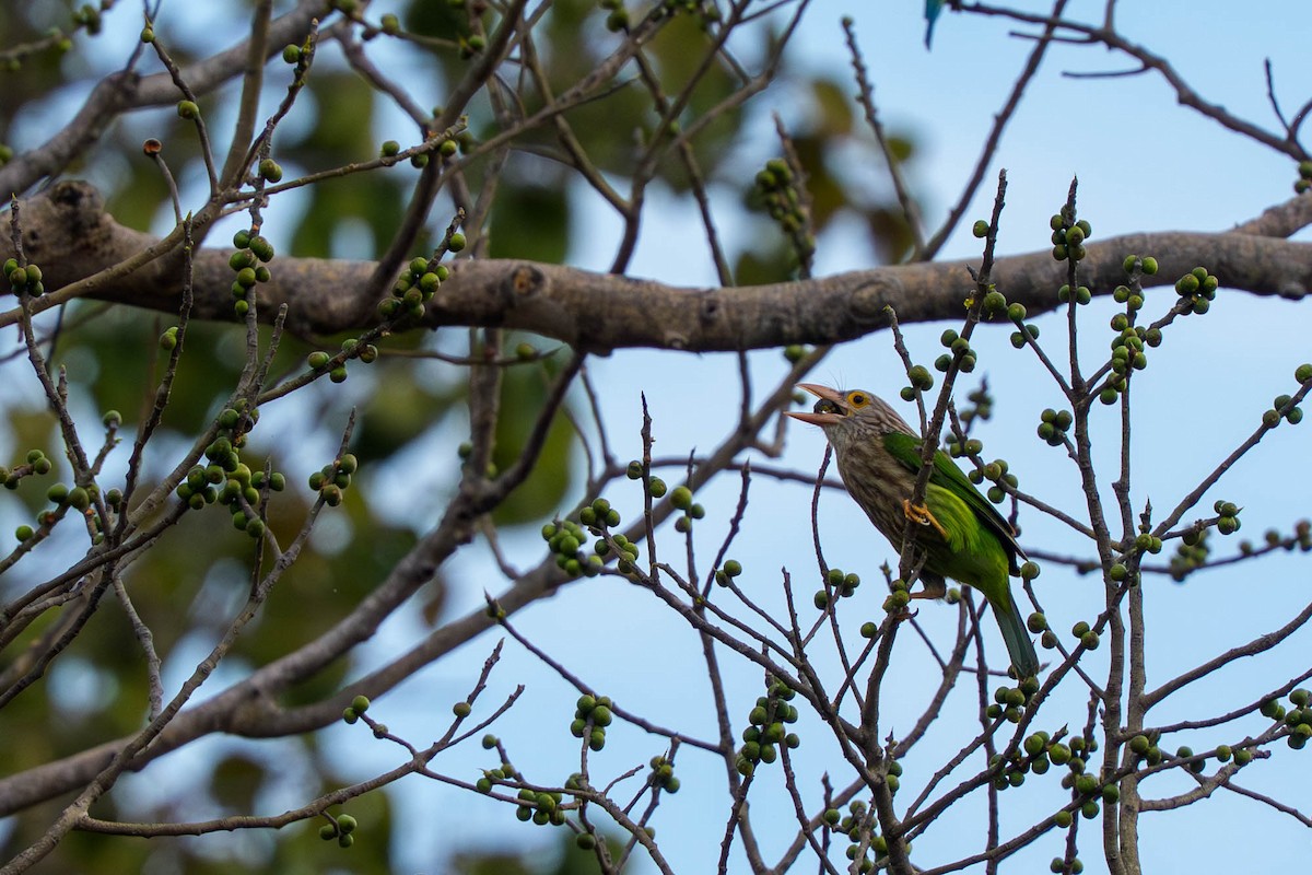 Kırçıllı Barbet - ML659339713