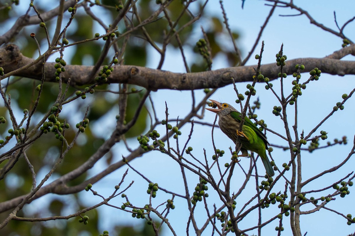 Kırçıllı Barbet - ML659339714