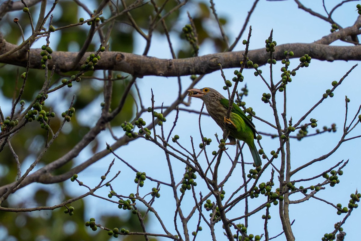 Kırçıllı Barbet - ML659339715