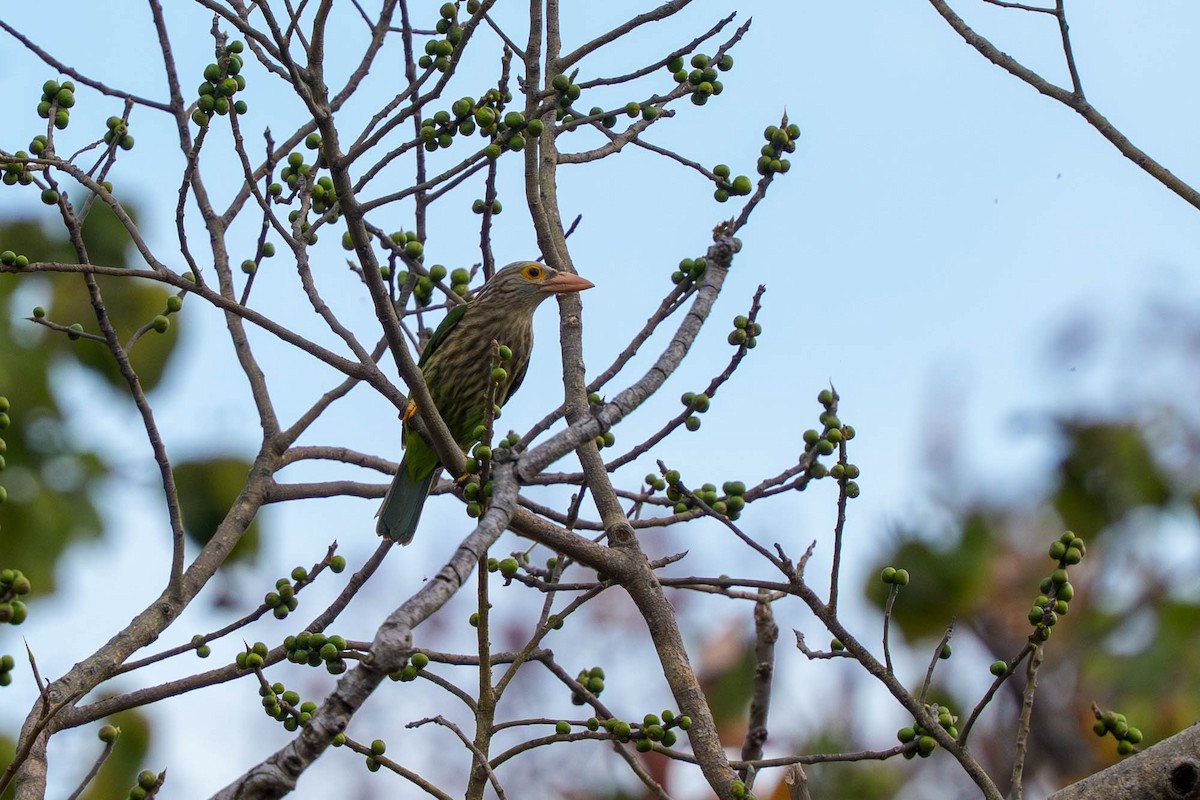 Kırçıllı Barbet - ML659339716