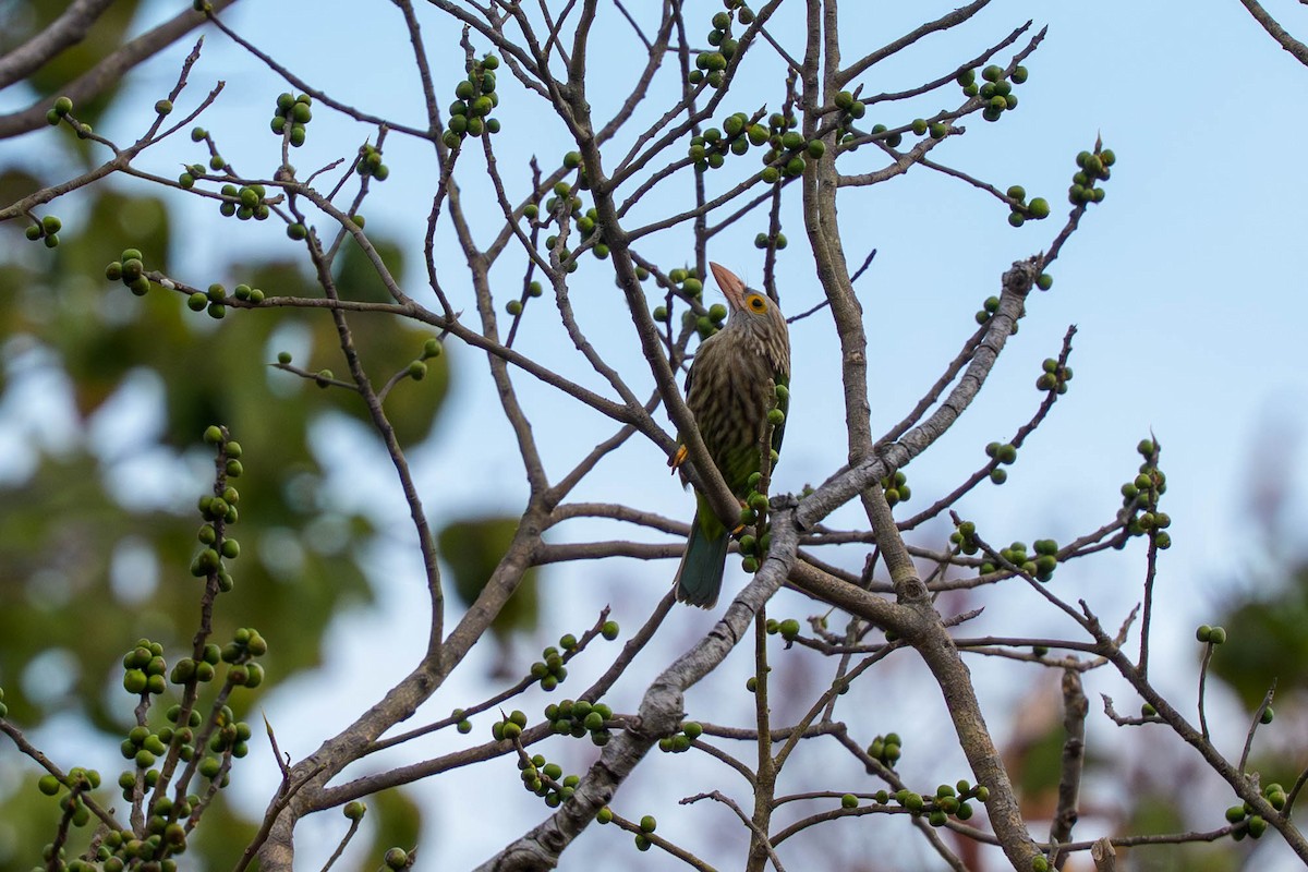 Kırçıllı Barbet - ML659339717