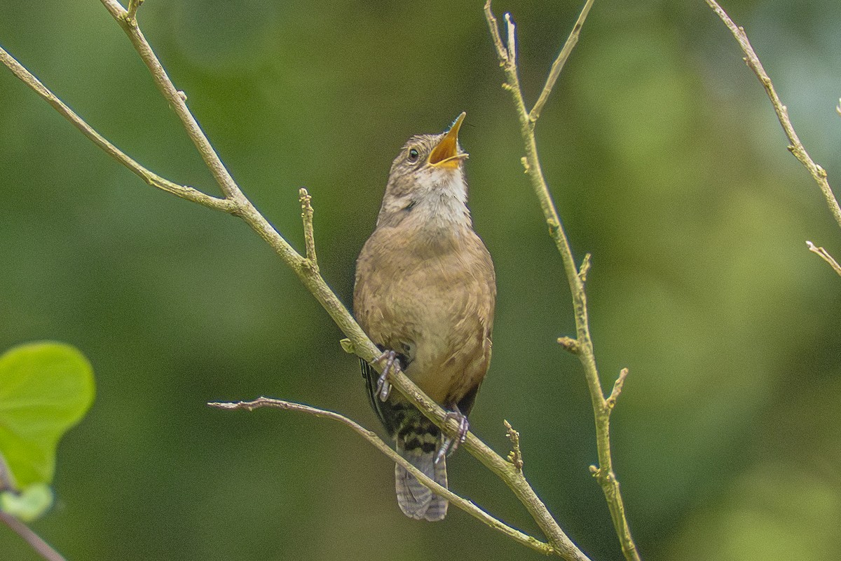 Southern House Wren - ML659339831