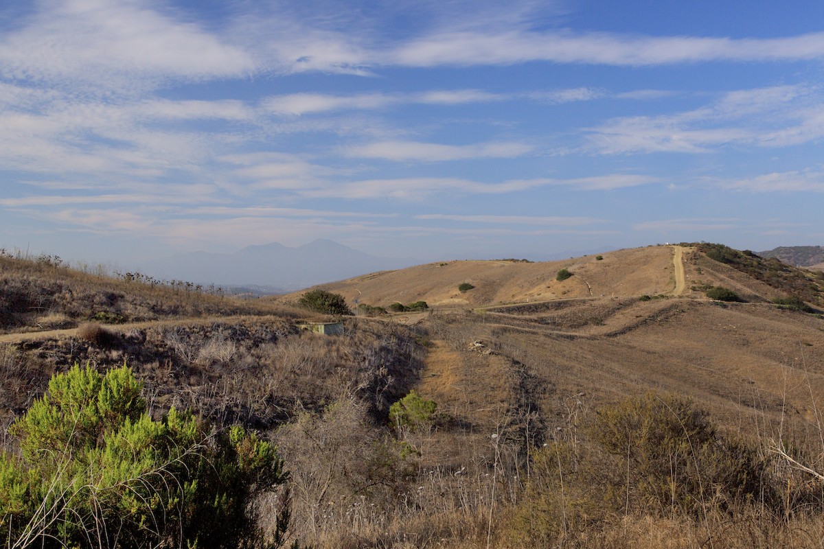 null - ML659339882