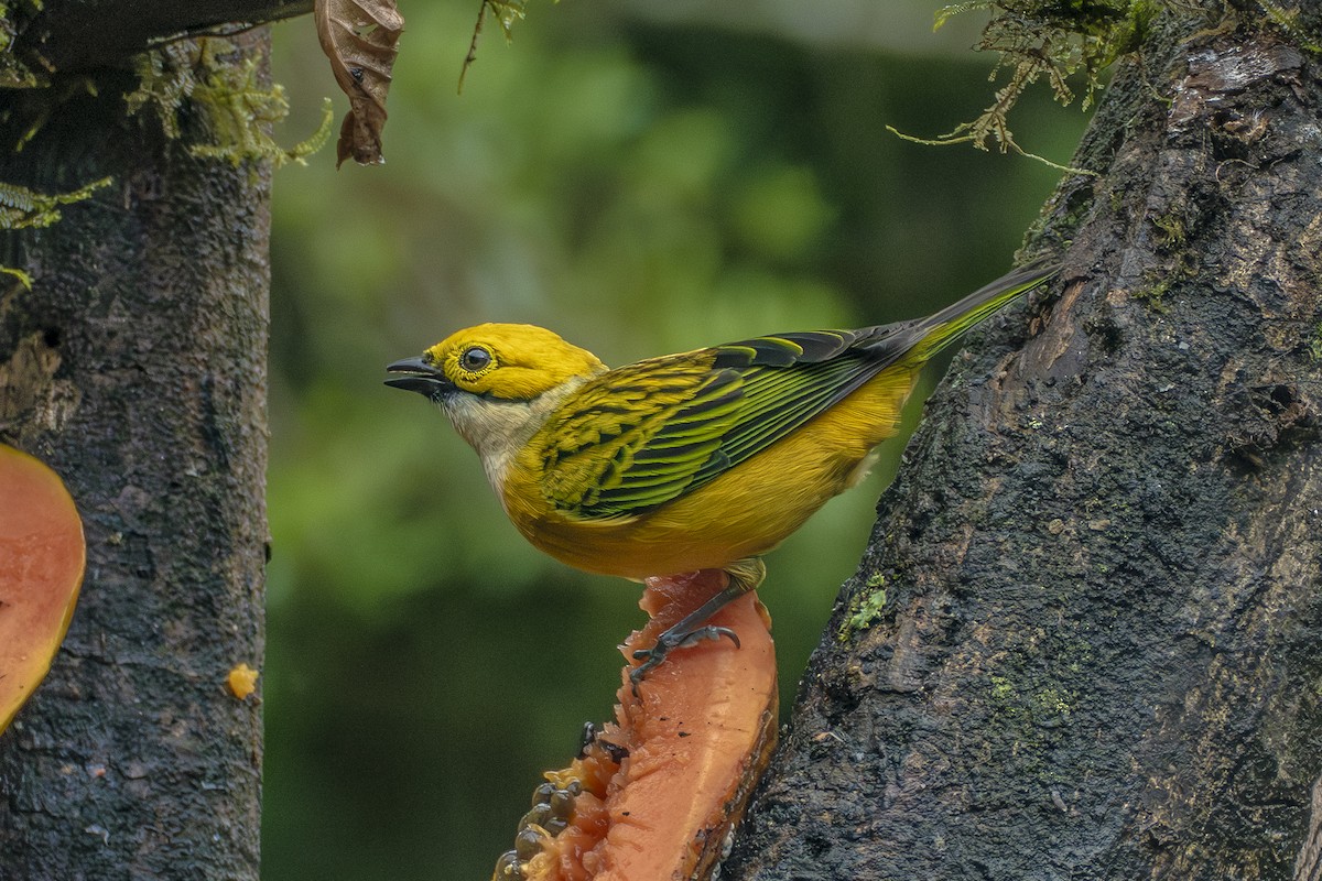 Silver-throated Tanager - ML659339956