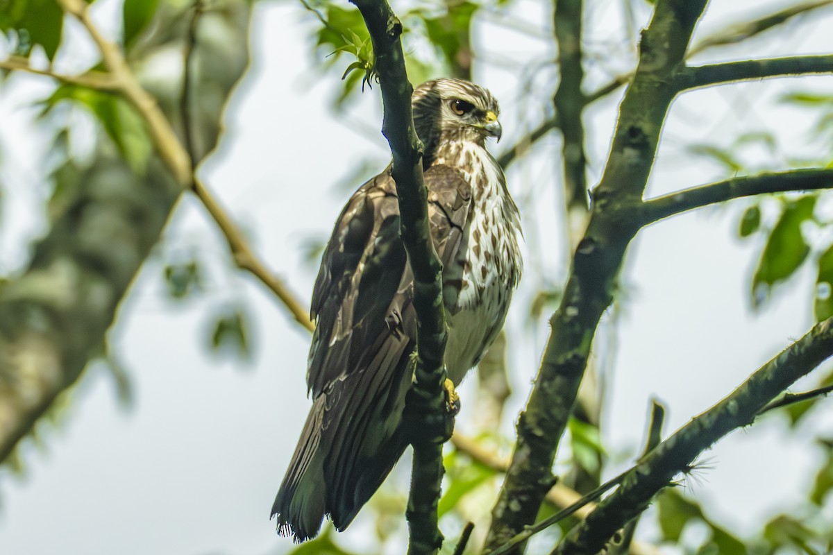 Broad-winged Hawk - ML659340191