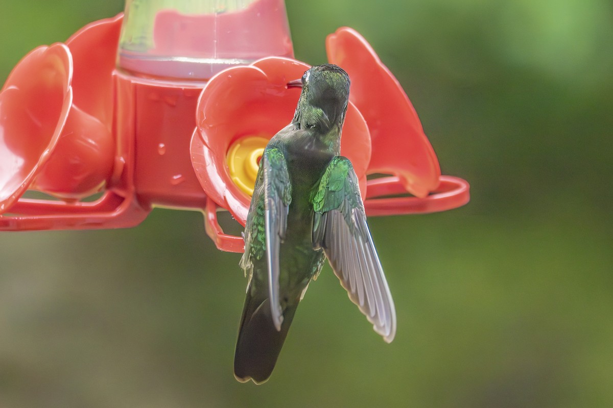 Talamanca Hummingbird - ML659340388