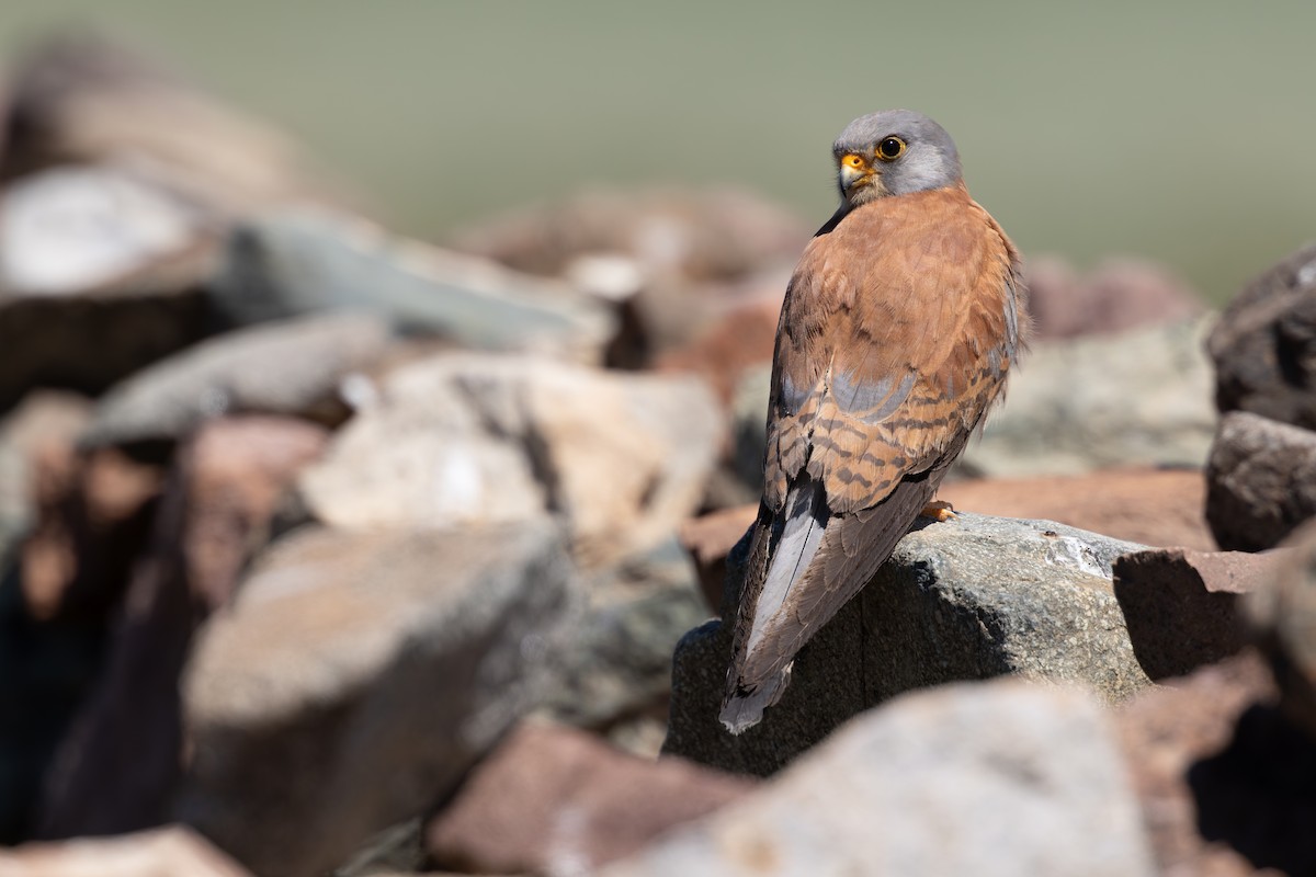 Lesser Kestrel - ML659340423