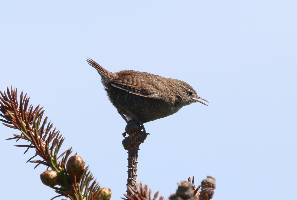 Eurasian Wren (Fair Isle) - ML659340726