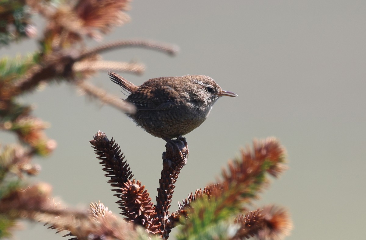 Eurasian Wren (Fair Isle) - ML659340727