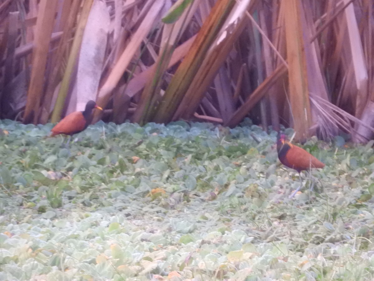 Wattled Jacana - ML659340749