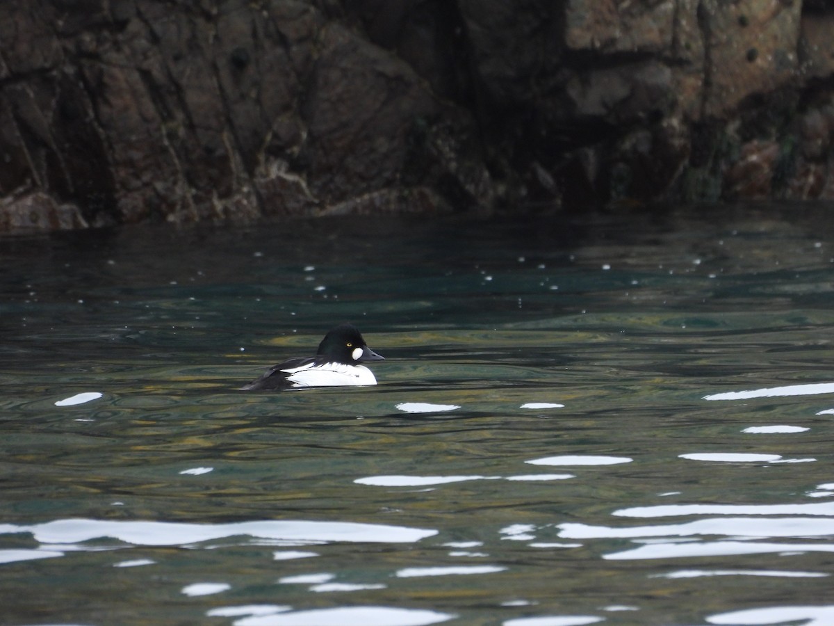 Quattrocchi - ML659340782
