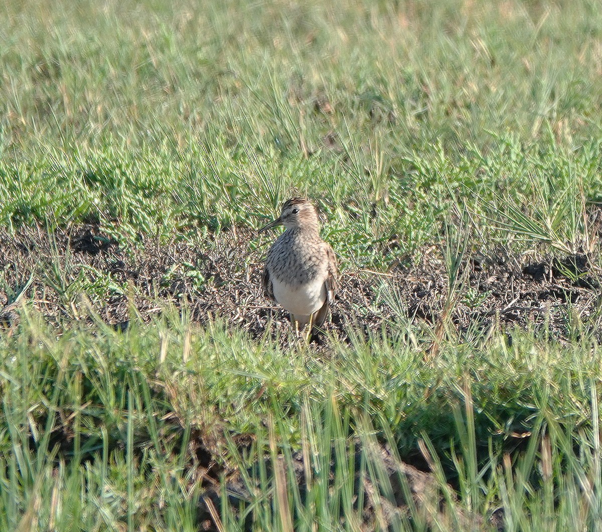Pectoral Sandpiper - ML659340786