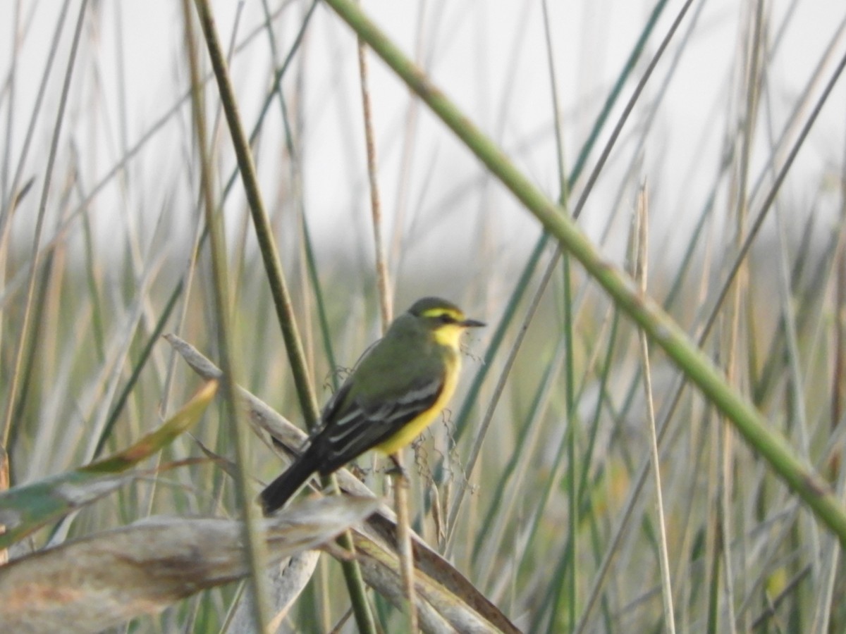 Yellow-browed Tyrant - ML659340798