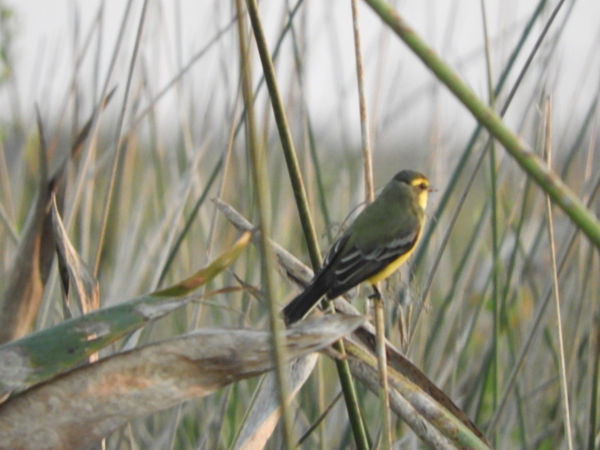 Yellow-browed Tyrant - ML659340799