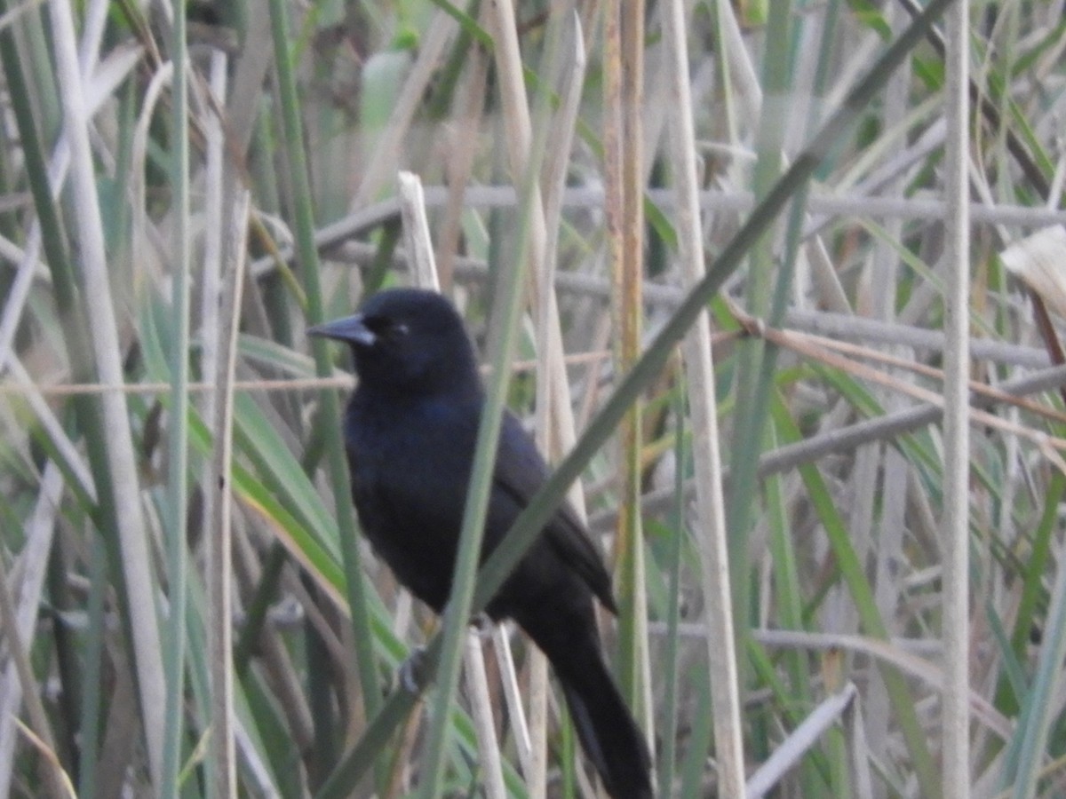 Unicolored Blackbird - ML659340823