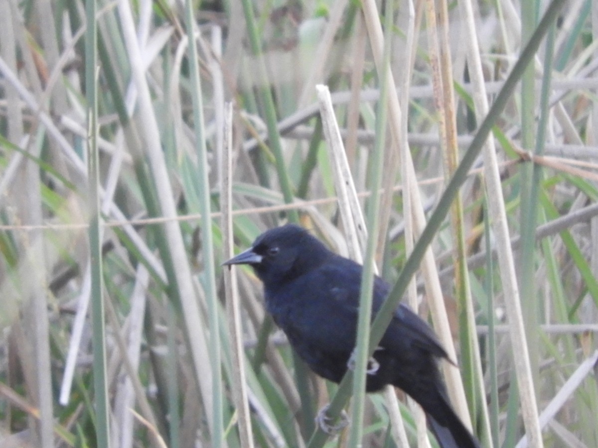 Unicolored Blackbird - ML659340824