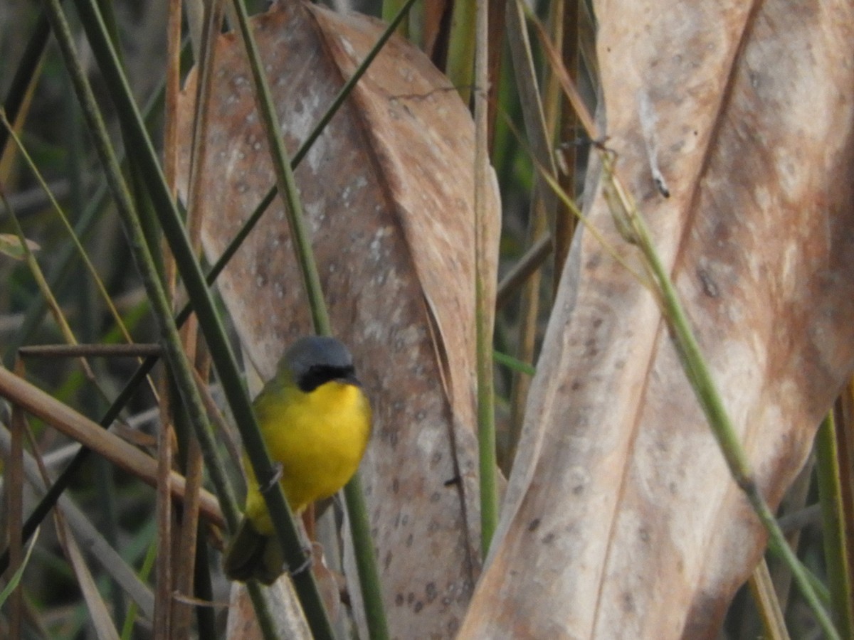 Southern Yellowthroat - ML659340841