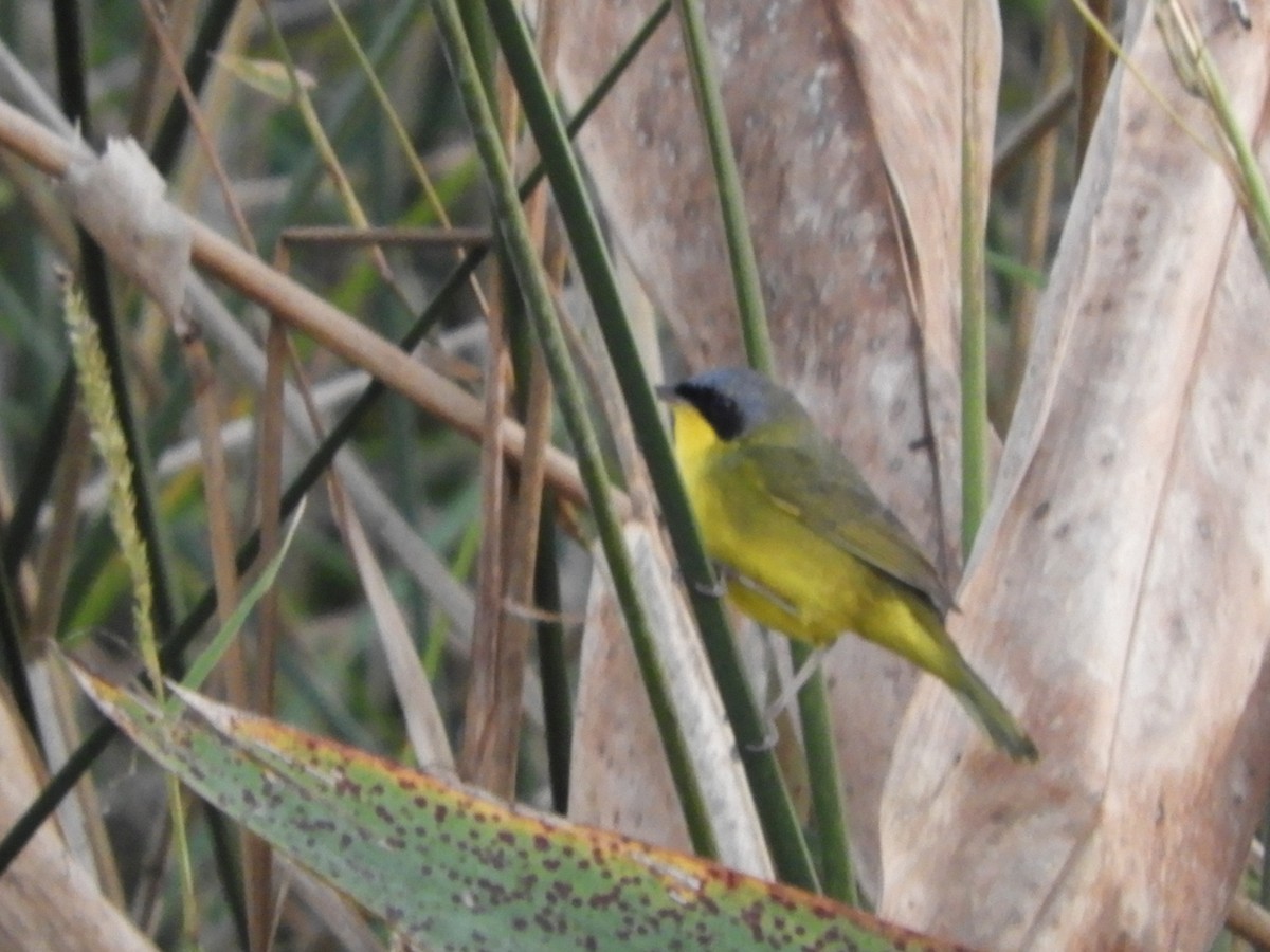 Southern Yellowthroat - ML659340842