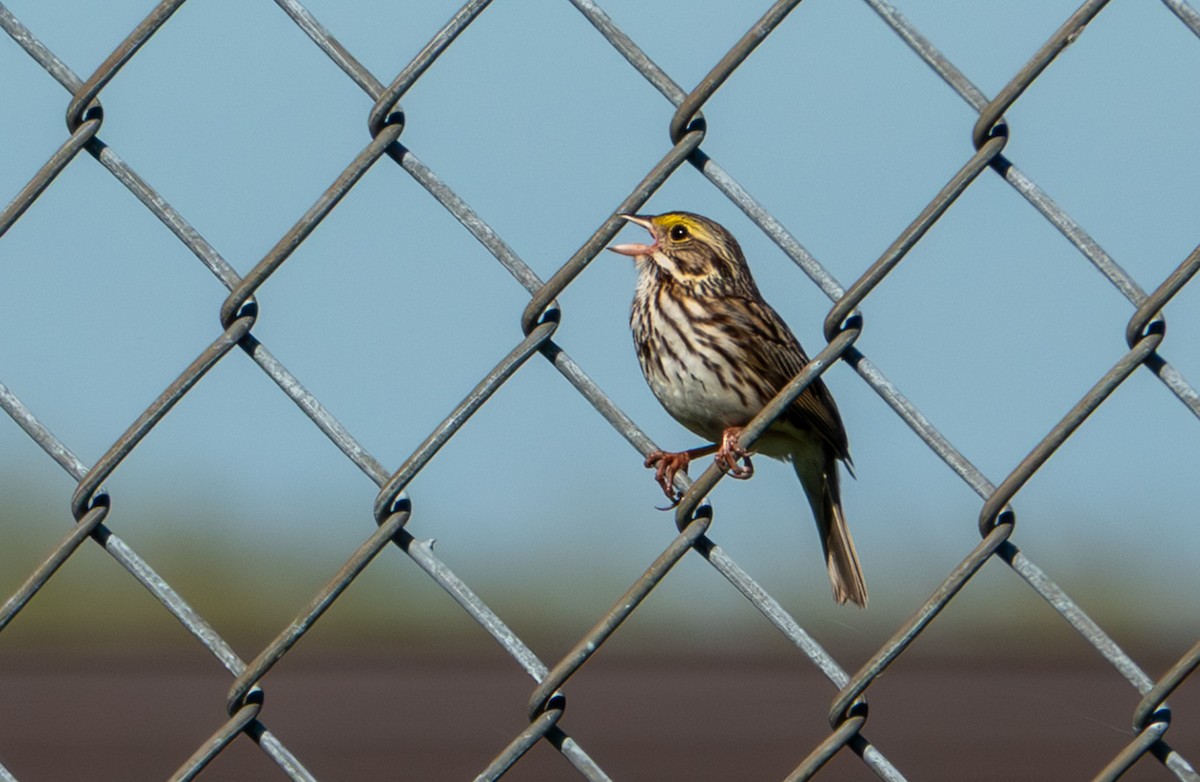 Savannah Sparrow - ML659340851