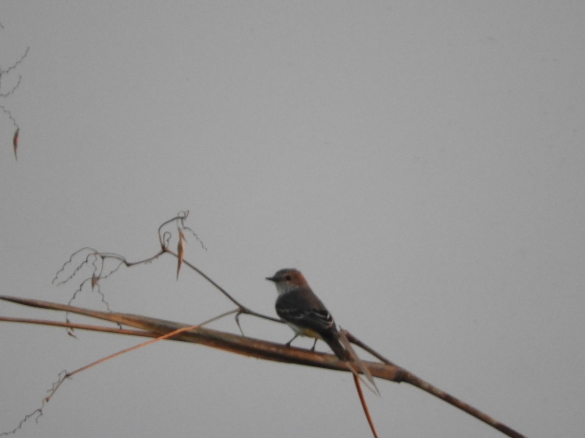 Vermilion Flycatcher - ML659341056