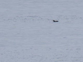 Black Guillemot