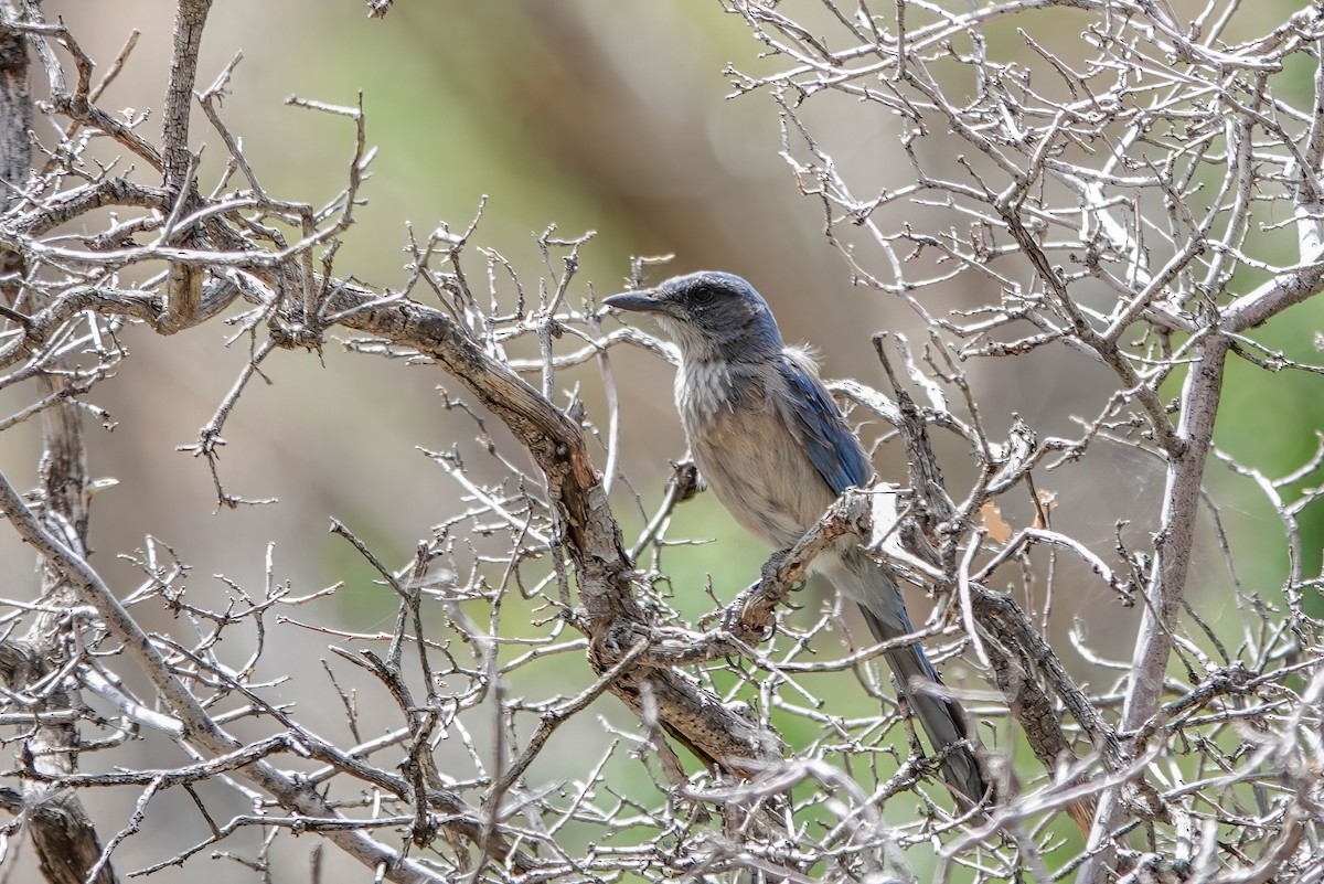 Woodhouse's Scrub-Jay - ML659341255