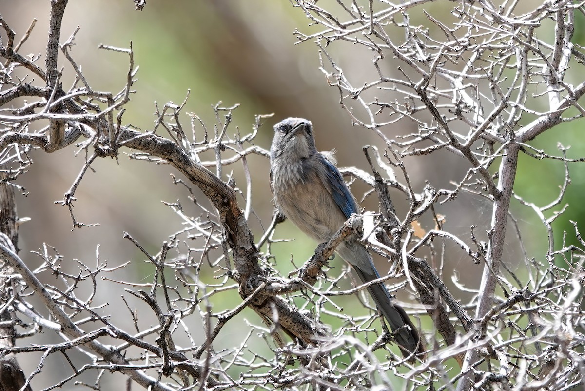 Woodhouse's Scrub-Jay - ML659341256