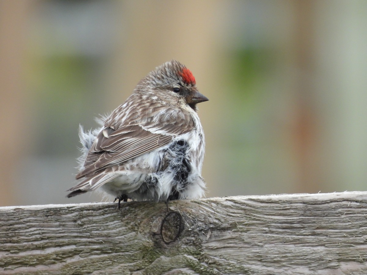 Redpoll (Common) - ML659341327