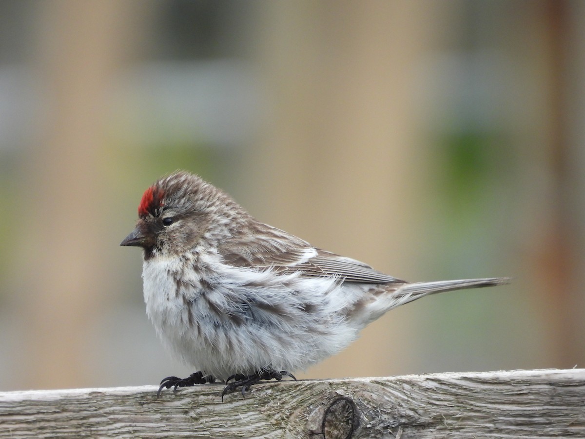 Redpoll (Common) - ML659341328