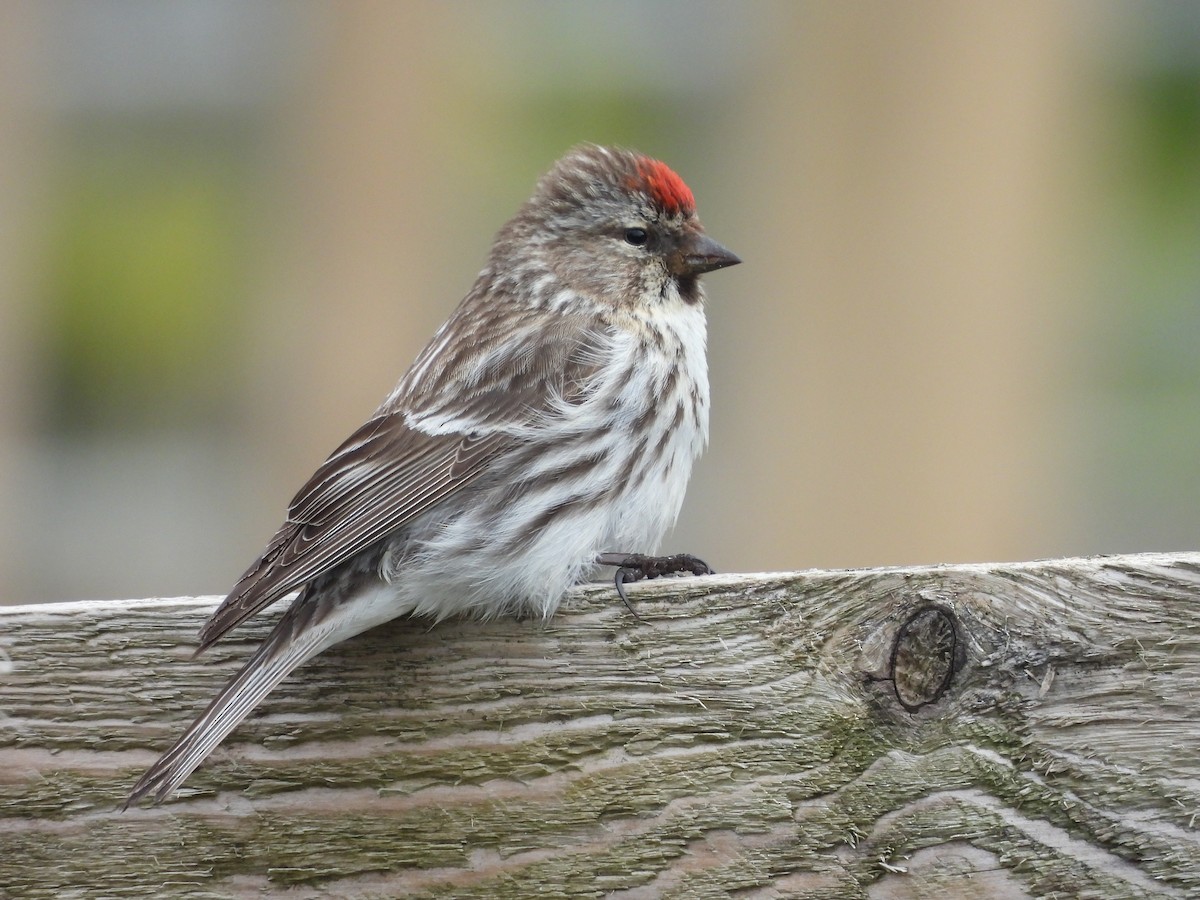 Redpoll (Common) - ML659341329