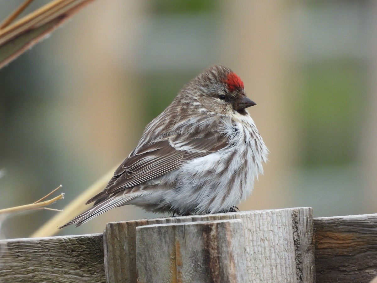 Redpoll (Common) - ML659341330