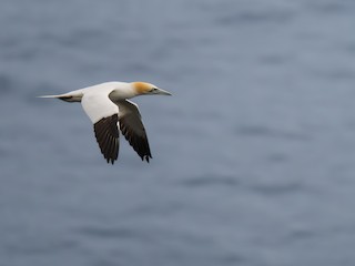 Northern Gannet