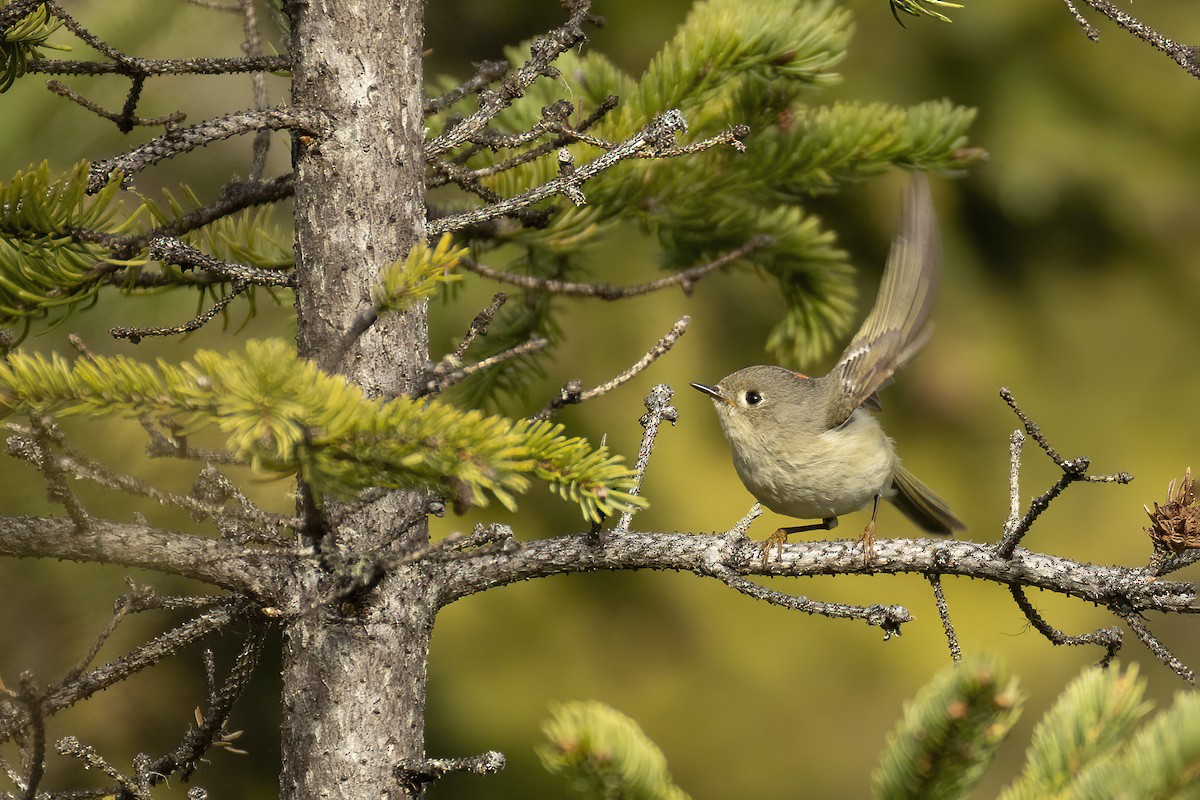 Ruby-crowned Kinglet - ML659341697