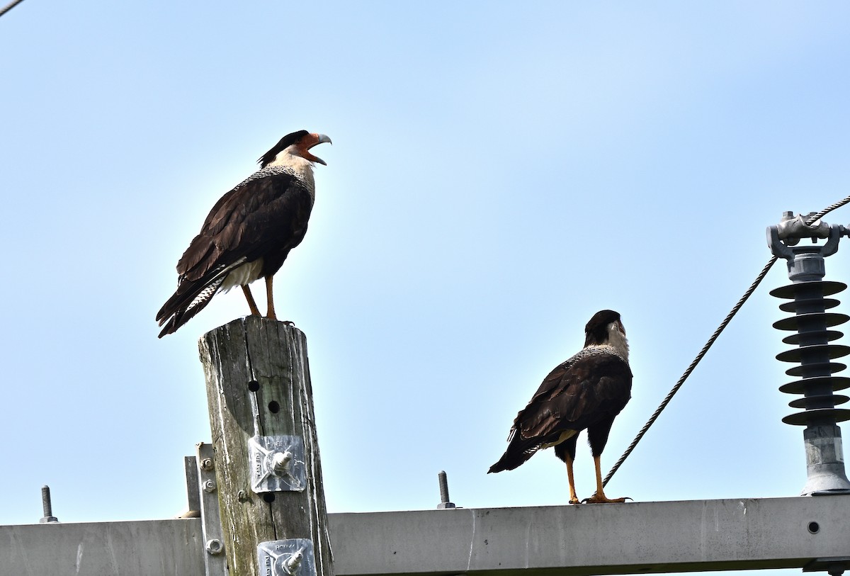 Crested Caracara - ML659341703