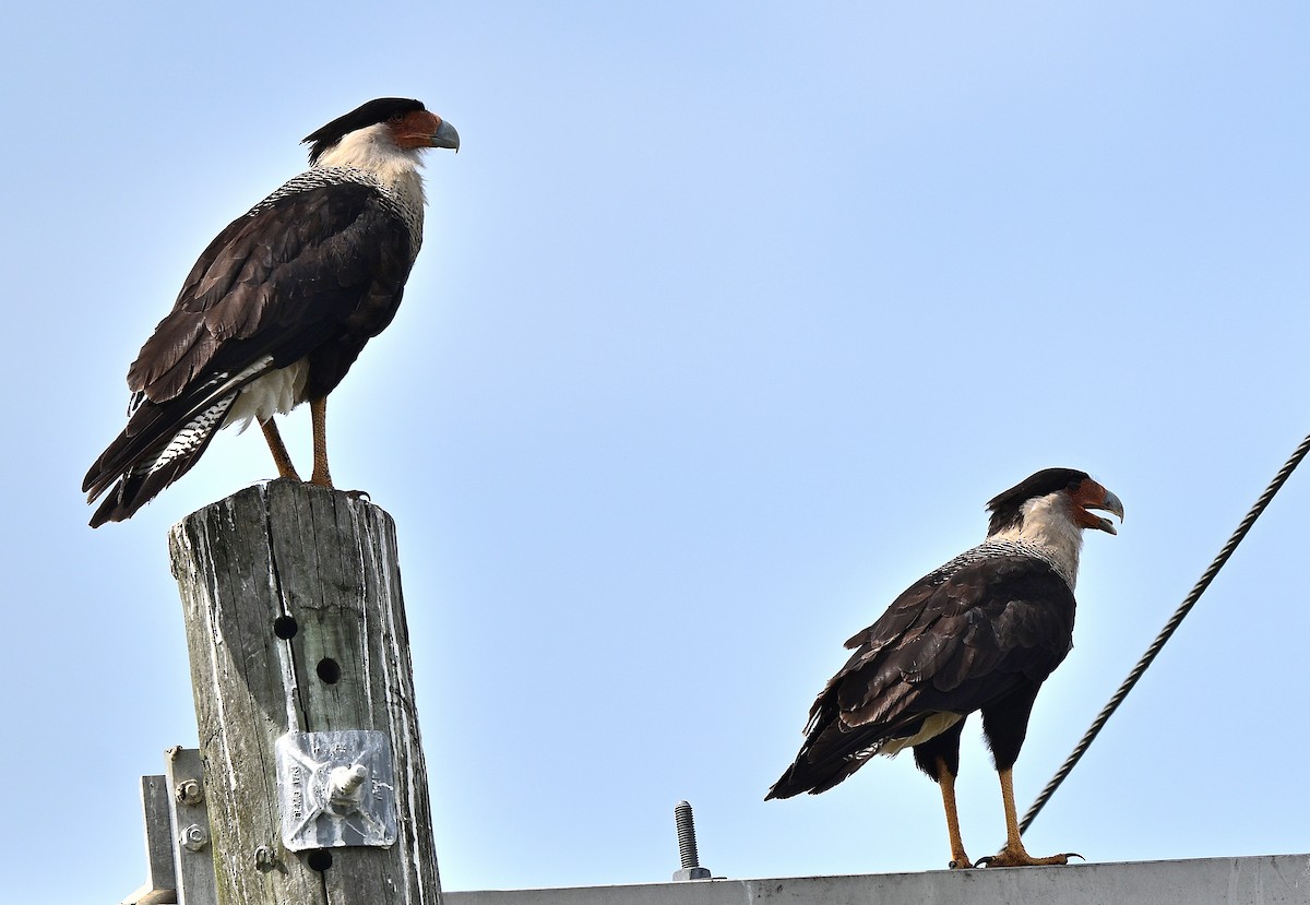 Crested Caracara - ML659341707