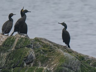 European Shag