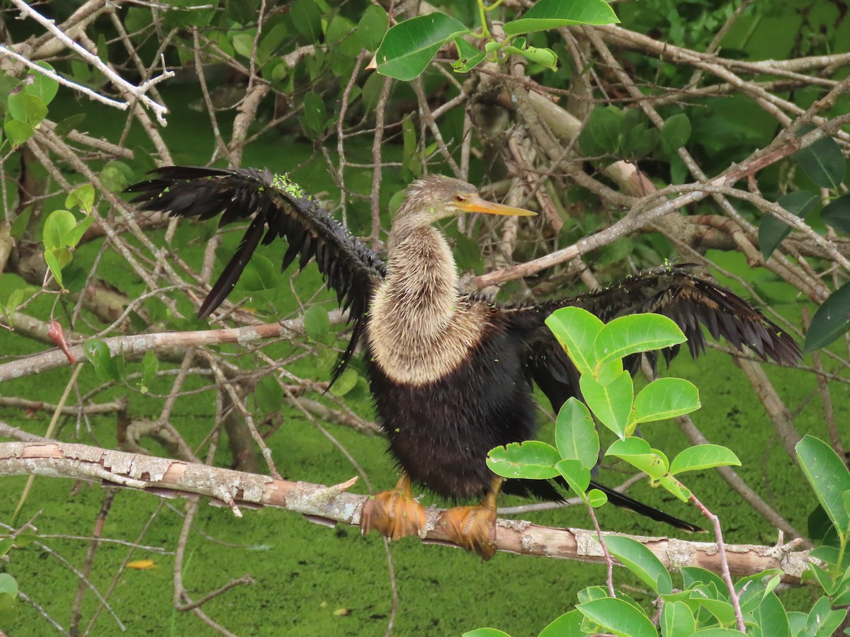 Anhinga - ML659342848