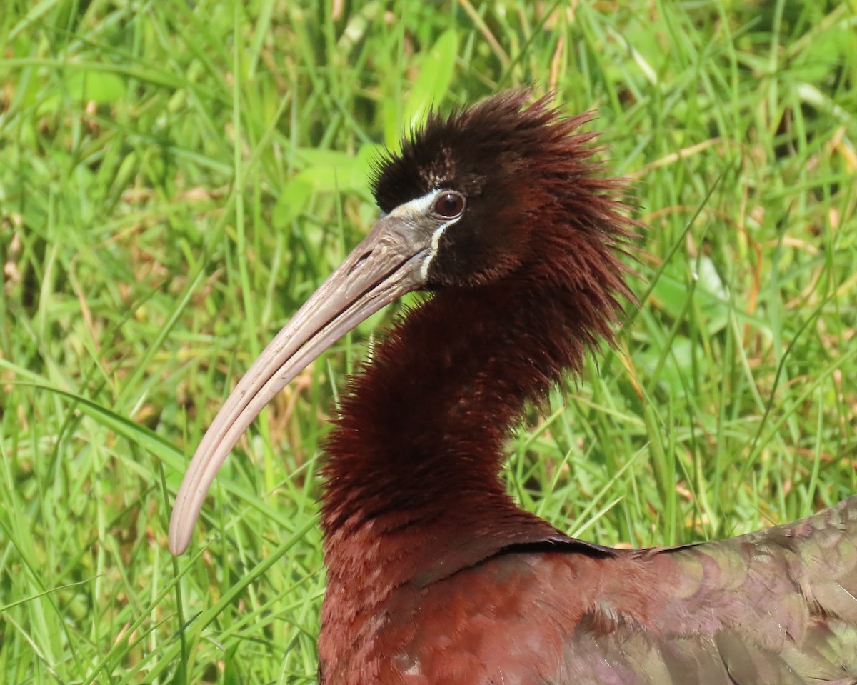 Glossy Ibis - ML659342905