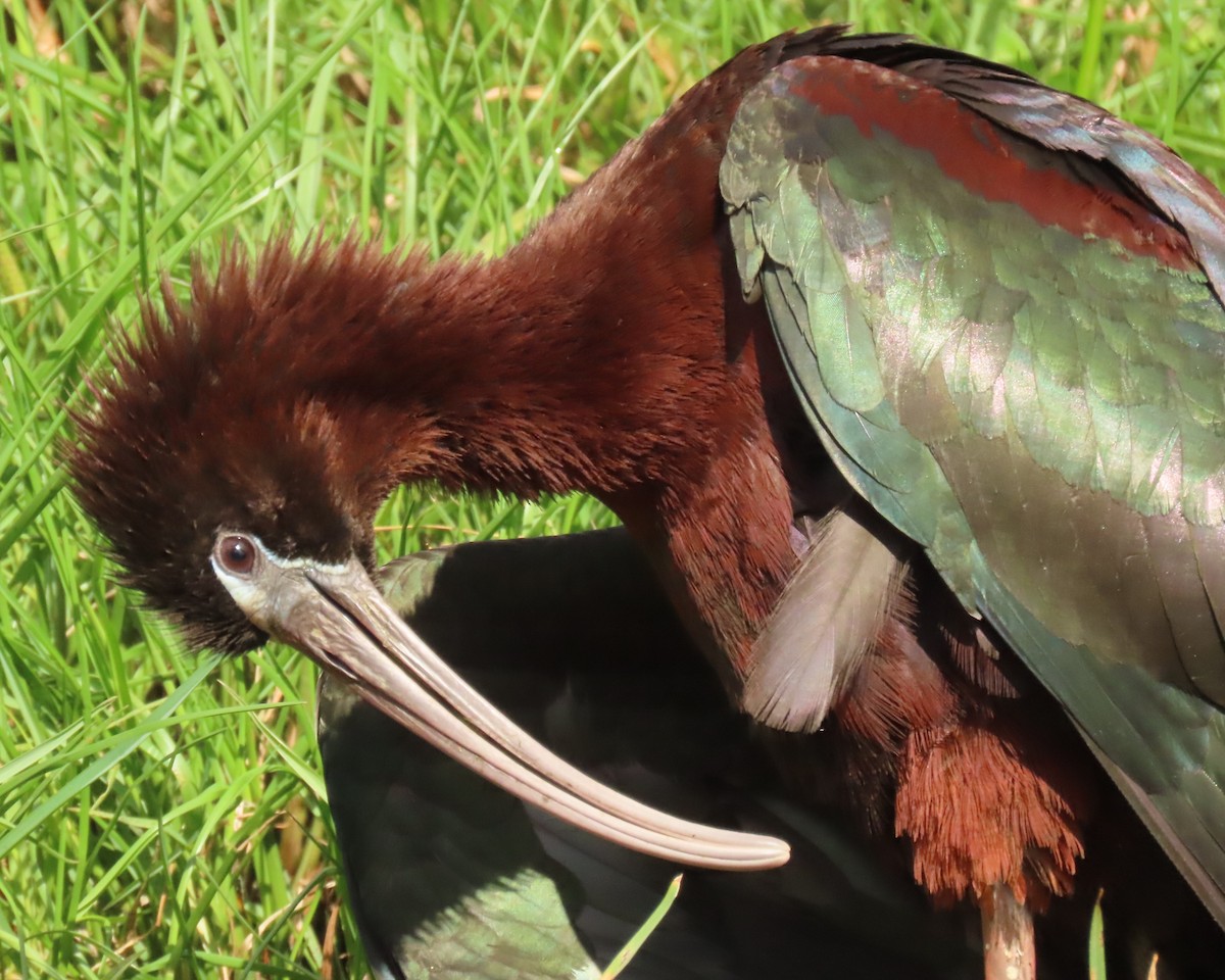 Glossy Ibis - ML659342906