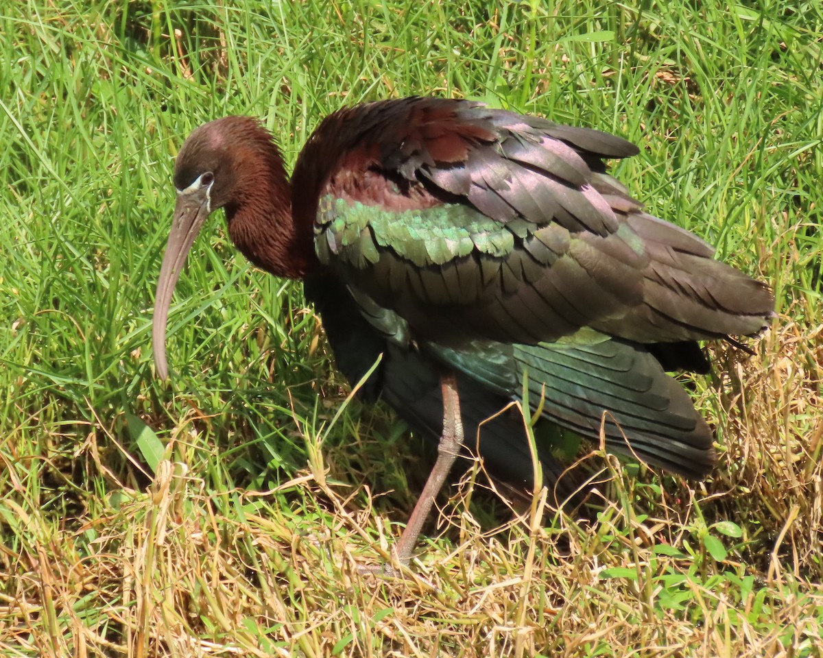 Glossy Ibis - ML659342907