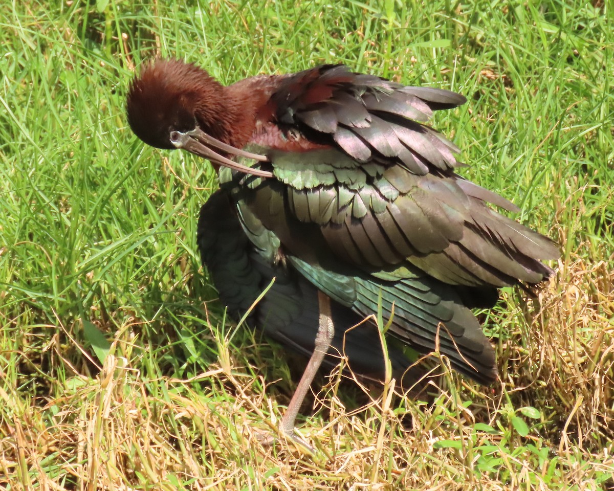 Glossy Ibis - ML659342908