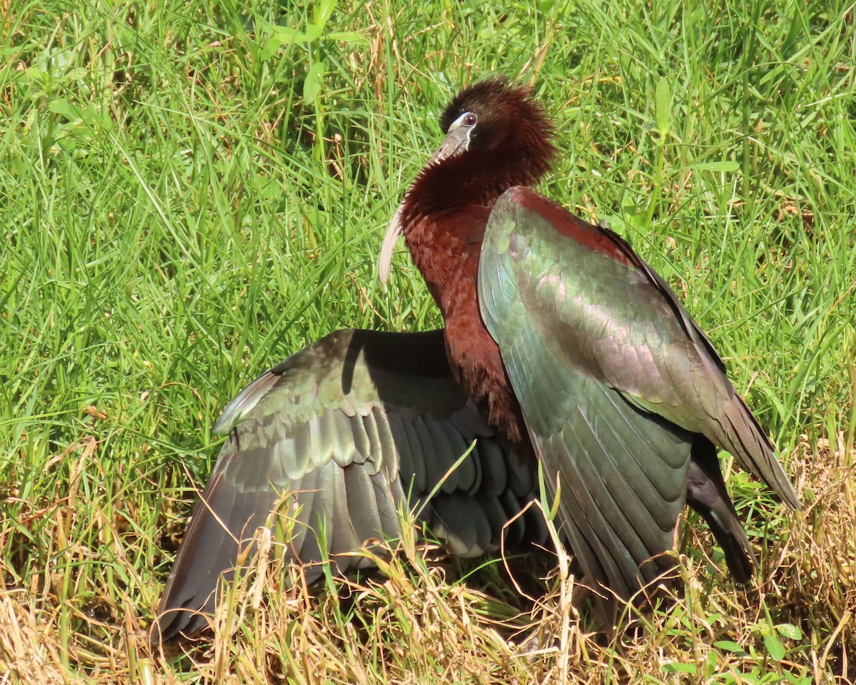 Glossy Ibis - ML659342909