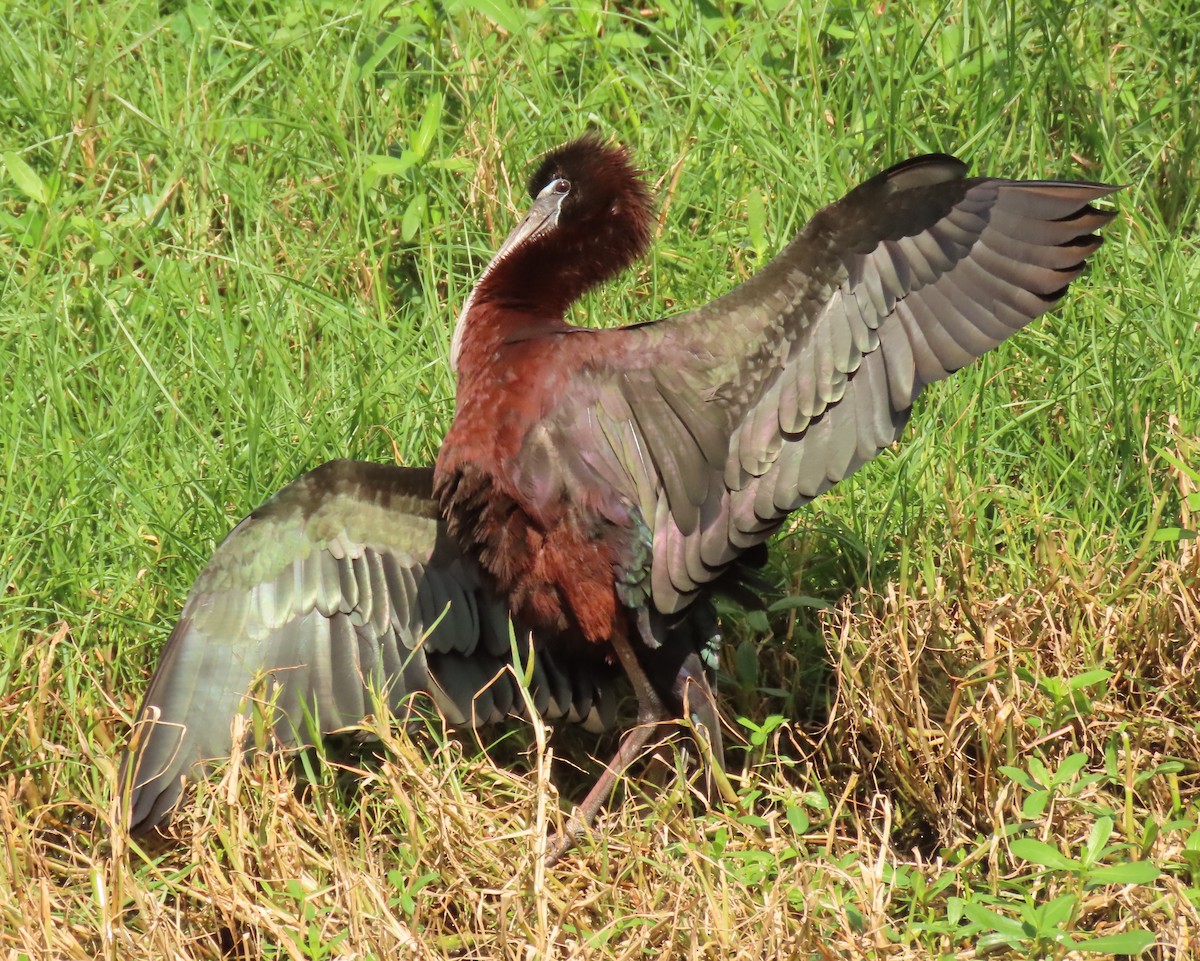 Glossy Ibis - ML659342910