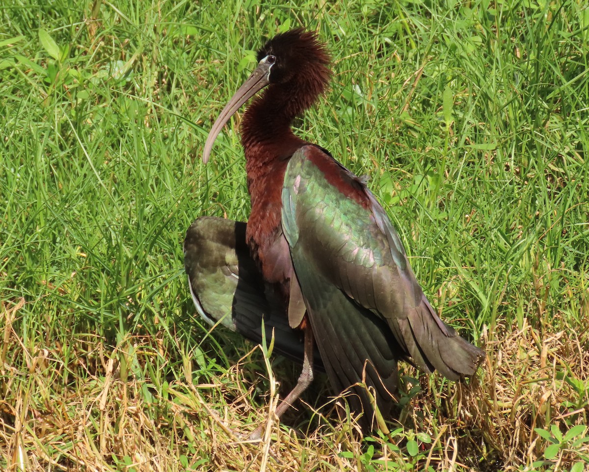 Glossy Ibis - ML659342911