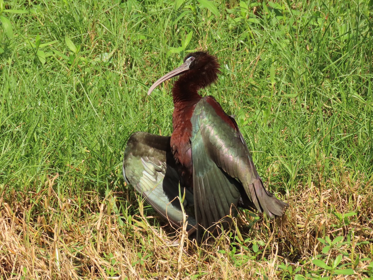 Glossy Ibis - ML659342913